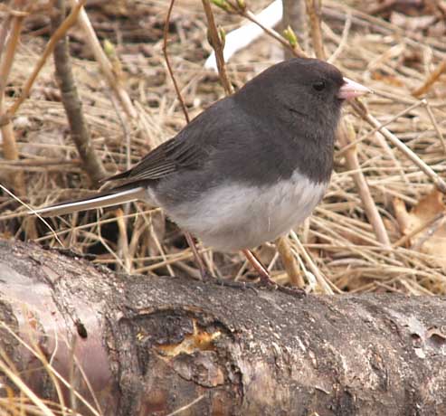Junco with muddy feet (photo by Webmaster)