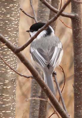 Chickadee (photo by Webmaster)