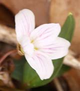 Carolina spring beauty flower (photo by Webmaster)