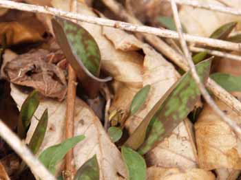 Trout lily leaves (photo by Webmaster)