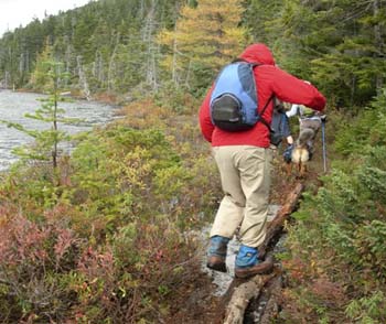 Steve balancing on the narrow round logs by Norcross Pond to cross a wet area (photo by Mary Sheldon)
