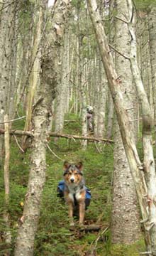 Zvijezda hiking up Mount Nancy Trail (photo by Mary Sheldon)