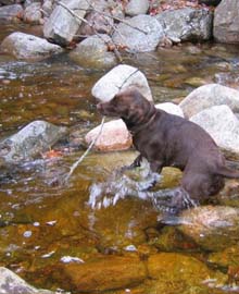 Quincy playing in the water (photo by Mark Malnati)