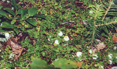 Snowberry (photo by Webmaster)