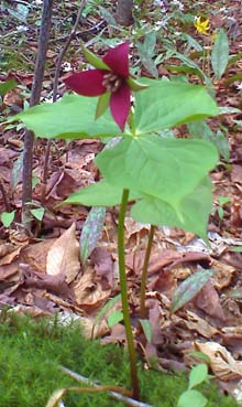 Red trillium (photo by Bill Mahony)