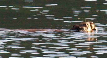 Beaver swimming at Jordan Pond (photo by Webmaster)