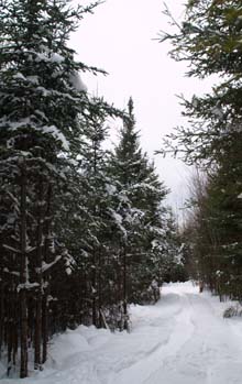 Mud Pond Trail (photo by Webmaster)