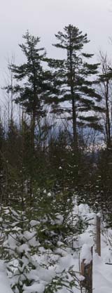 Pine trees, from Mud Pond Trail (photo by Webmaster)