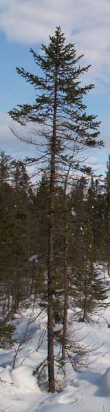 Conifer at Mud Pond Bog (photo by Webmaster)