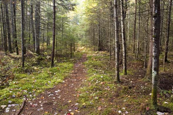 Little Cherry Pond Trail (photo by Ben Kimball for NH Natural Heritage Bureau)