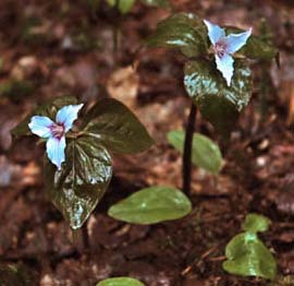 Painted trilliums (photo by Ben Kimball for NH Natural Heritage Bureau)