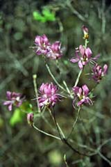 Rhododendron canadense (rhodora) (photo by Ben Kimball for the NH Natural Heritage Bureau)