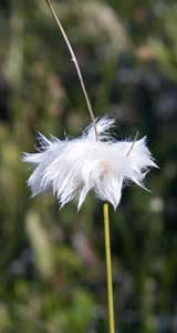Tuft of cotton grass at Ponemah Bog (photo by Ben Kimball for the NH Natural Heritage Bureau)