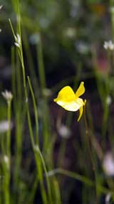Utricularia cornuta (horned bladderwort) flower at Ponemah Bog (photo by Ben Kimball for the NH Natural Heritage Bureau)