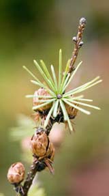 Larix laricina (eastern larch) needles at Ponemah Bog (photo by Ben Kimball for the NH Natural Heritage Bureau)