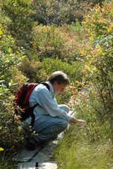 Trail at Ponemah Bog (photo by Ben Kimball for the NH Natural Heritage Bureau)