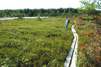 Kettle hole bog system (photo by Ben Kimball for the NH Natural Heritage Bureau)
