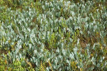 Andromeda polifolia var. glaucophylla (bog rosemary) (photo by Ben Kimball for the NH Natural Heritage Bureau)