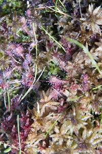 Drosera rotundifolia (round-leaved sundew) on the Sphagnum mat at Ponemah Bog (photo by Ben Kimball for the NH Natural Heritage Bureau)