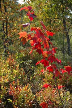 Acer rubrum (red maple) at Ponemah Bog (photo by Ben Kimball for the NH Natural Heritage Bureau)