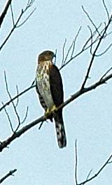 Hawk (Accipiter sp.) at Ponemah (photo by Ben Kimball for the NH Natural Heritage Bureau)