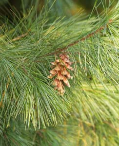 White pine branch and cone (photo by Webmaster)