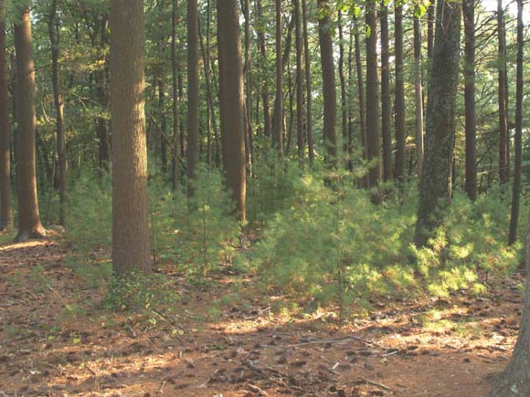White pines (tall and small) along the Orange Trail (photo by Webmaster)