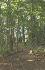 Orange Trail (photo by Webmaster)