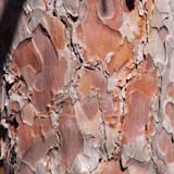 Red pine bark (photo by Webmaster)