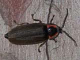 Bug on red pine trunk (photo by Webmaster)