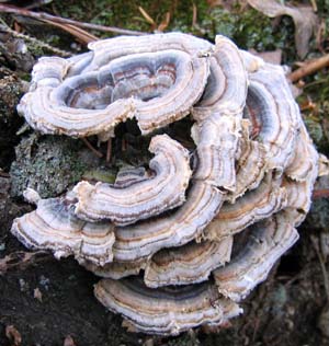 Turkey Tail fungi (photo by Mark Malnati)