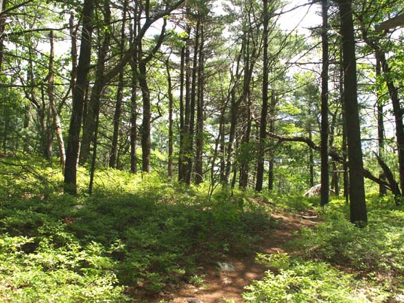 Side trail above Harwood Notch Trail (photo by Webmaster)