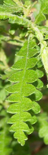 Leaves of the sweet fern shrub (photo by Webmaster)