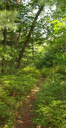 Trail (photo by Webmaster)