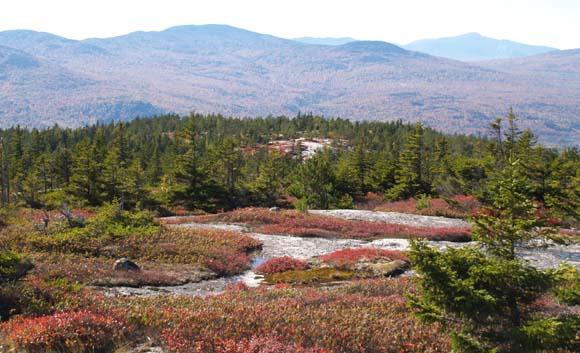 Alpine plants on Rumford's Whitecap Mountain (photo by Webmaster)