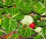 Partridgeberry (photo by Webmaster)