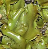 Rock tripe (photo by Webmaster)