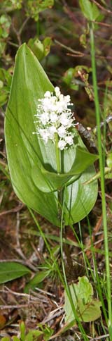 Canada Mayflower (photo by Webmaster)