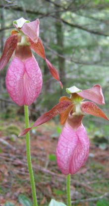 Pink lady's slippers (photo by Mark Malnati)