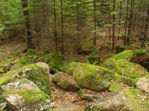 Moss-covered boulders between Parkman Mountain and Gilmore Peak (photo by Webmaster)
