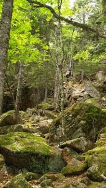 Trail descending from Parkman Mountain (photo by Webmaster)