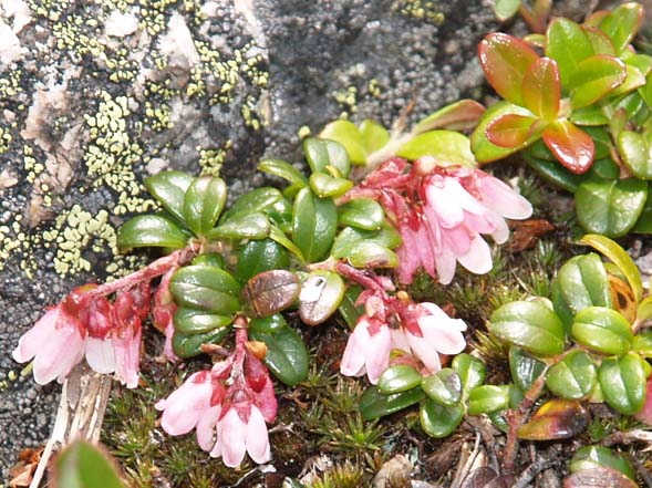 Mountain cranberry (photo by Webmaster)