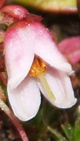 Mountain cranberry flower&ndash;greatly enlarged (photo by Webmaster)