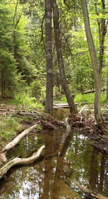 Stream on Grandgent Trail (photo by Webmaster)