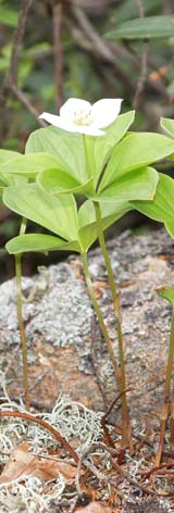Bunchberry growing on a boulder (photo by Webmaster)