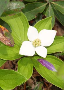 Bunchberry with a rhodora petal on one of its leaves (photo by Webmaster)