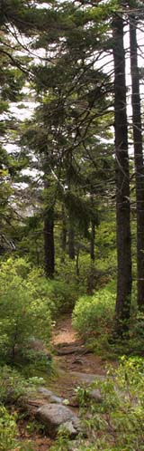 Sargent Mountain South Ridge Trail (photo by Webmaster)
