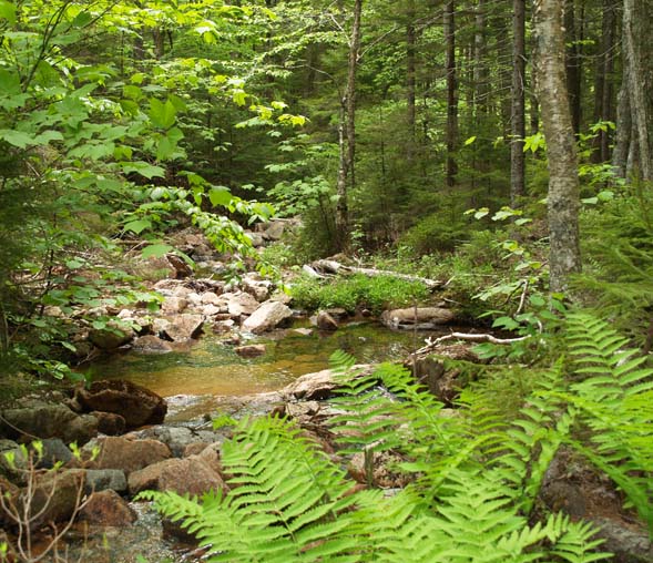 Hadlock Brook (photo by Webmaster)