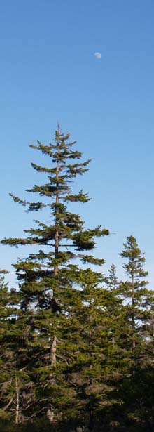 The moon above Ship Harbor Trail (photo by Webmaster)