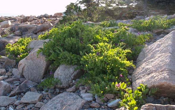 Beach pea plants growing among the rocks (photo by Webmaster)